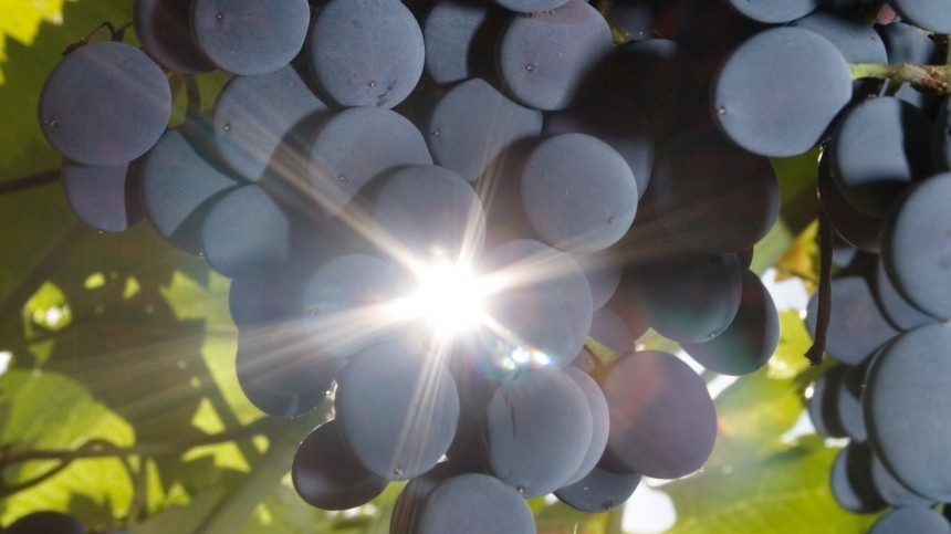 Опубликован текст закона о виноградарстве и виноделии