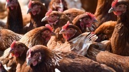 Роспотребнадзор заявил об угрозе распространения птичьего гриппа