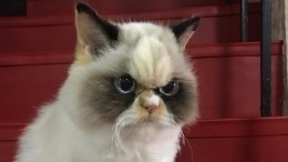 Фото «воскресшей» Grumpy Cat покорило социальные сети