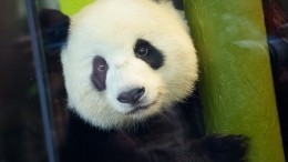 Берлинский зоопарк показал публике детенышей панд