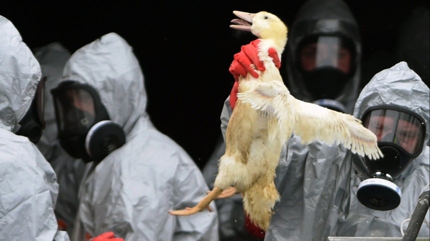 Вспышка птичьего гриппа H5N1 зафиксирована в Китае