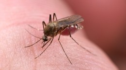 Эксперты предсказали гибель комаров в России из-за аномально теплой зимы