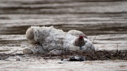 В Дагестане женщина утопила шестилетнюю дочь в реке