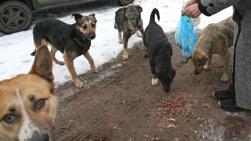 Собаки до костей обглодали тело москвича — жуткие фото