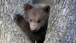 Собака спасла жизнь замерзающему в лесу новорожденному медвежонку в США