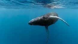 Завораживающие фотофакты ко Дню кита