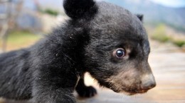 Троих медвежат подкинули в собачий питомник в Иркутске