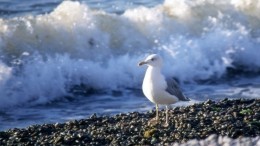 Посольство РФ пригласило власти США посетить Крым