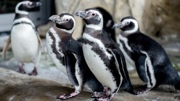 В закрытом океанариуме Чикаго устроили экскурсию пингвинам — видео