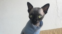 Кошка-«летучая мышь» с большими глазами стала звездой Instagram