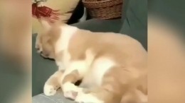 Видео: убегающий во сне кот рассмешил сеть