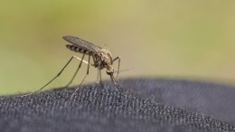Могут ли комары и мухи быть переносчиками коронавируса