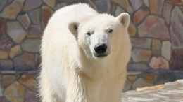 Видео: Белая медведица резвится в Ленинградском зоопарке во время самоизоляции