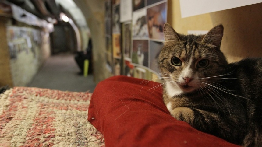 Эрмитаж показал, как живут коты музея на карантине