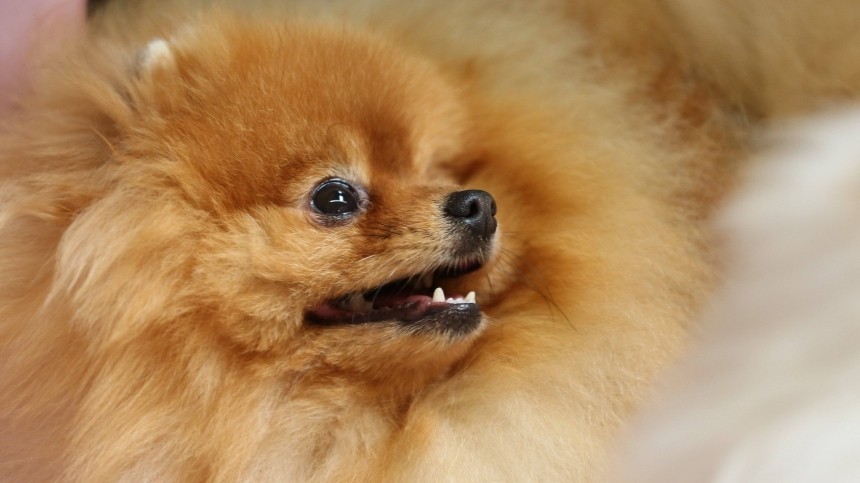 «Без права выгула»: собаку с хозяином поместили на карантин в Иркутской области