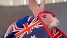 «Его хотели усыпить»: Как кролик-мутант из Австралии стал звездой Instagram