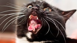 «Нокаут одним ударом»: коты устроили бой за спальное место — видео