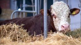 Быкаут: шотландский бык почесался о столб и оставил без света 800 домов