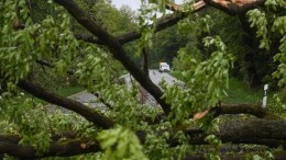 Шторм в Хакасии повалил деревья на иномарки, снес крыши и порвал ЛЭП