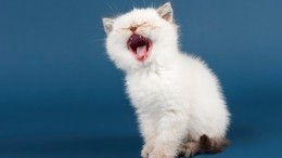 «Кот зевает, муж изменяет»: животные могут почувствовать неверность одного из супругов
