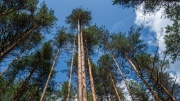 В Приморье отец с тремя детьми ушел в лес пережидать пандемию коронавируса