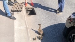 Московские водители спасли провалившихся в люк утят