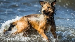 Заплыв через канал Грибоедова: лайфхак от петербургских собак во время жары