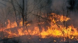 Режим ЧС объявлен на Камчатке из-за лесных пожаров