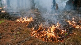 Более 200 гектаров леса охвачены огнем в Сибири — видео