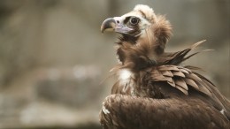 Не может быть! Видео с хищной птицей, поймавшей когтями акулу, взорвало сеть