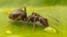 Дерзкие муравьи вероломно похитили посылку и попали на видео