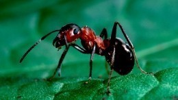 Великобританию атаковали полчища летающих муравьев — видео