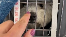 Своих не бросаем: застрявшие в Китае животные благополучно вернулись в Россию