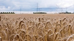 В США испугались запрета на вывоз зерна из России