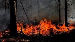 Более сорока тысяч гектаров леса охвачено огнем на Чукотке
