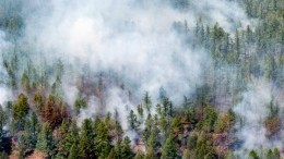Площадь лесных пожаров в России за неделю выросла более чем в два раза