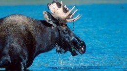 Видео: напуганного лося спасли в акватории Финского залива в Петербурге