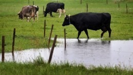 Видео: мощное наводнение сносит стадо коров и буйволов в Пакистане