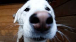 Хозяева собак жалуются на массовые отравления своих питомцев в Петербурге