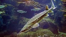 Экологическая катастрофа? На Кубани погибли тысячи мальков осетровых рыб — видео