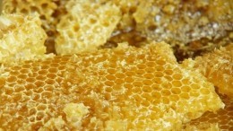 Фитотерапевт пояснил, как мед продлевает молодость и защищает от болезней