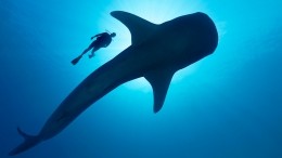 Видео: китовая акула поиграла с плавающими туристами в Индонезии