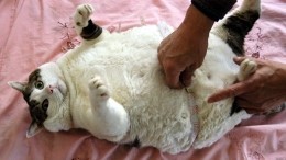 ТОП-6 пород кошек, склонных к ожирению и сердечным заболеваниям