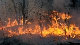 Туристов подозревают в поджоге заповедника в Краснодарском крае — видео