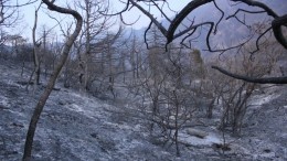 Пожар под Анапой уничтожает реликтовые леса — видео
