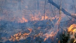 Мощный пожар подобрался к жилым домам в Воронежской области — видео
