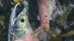 Охранники рыбзавода напали на экологов на Сахалине