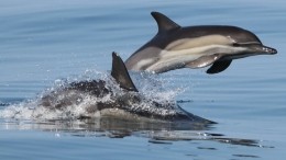 Видео: десятки мертвых дельфинов найдены у побережья Маврикия