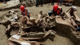 В Мехико обнаружили целое кладбище доисторических животных