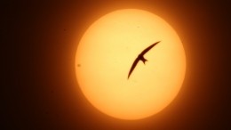 Миссия «Венера-Д»: ученые проверят теорию о признаках жизни в атмосфере планеты